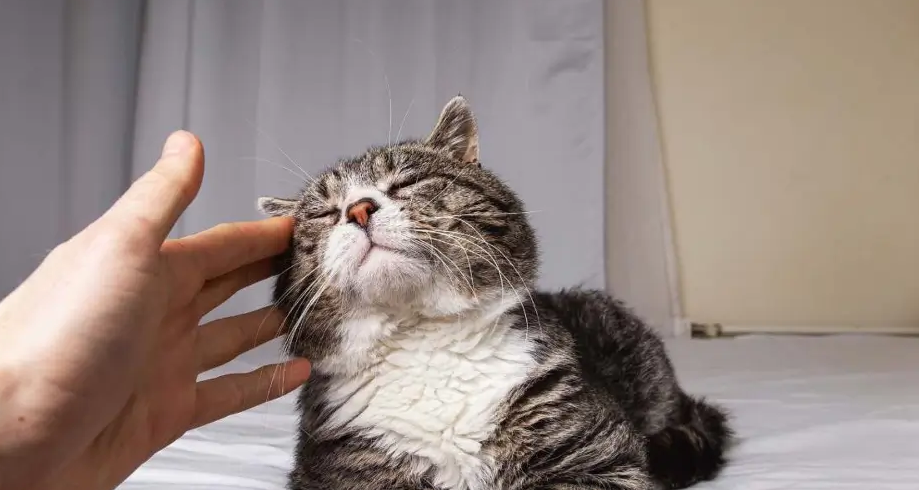мурликання кота
