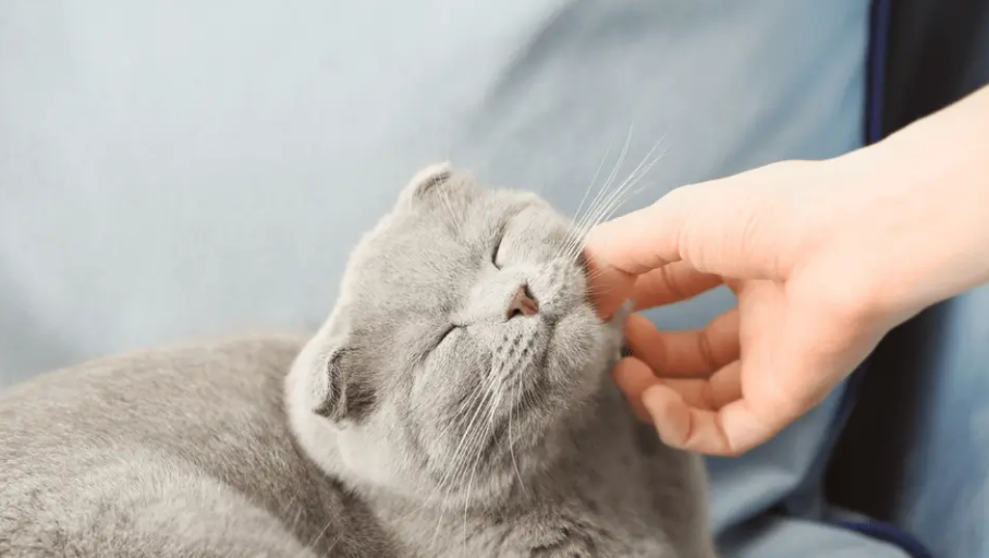 кот муркотить