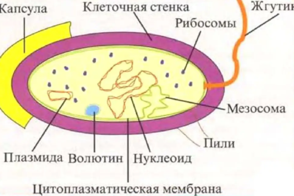 Строение бактериальной клетки