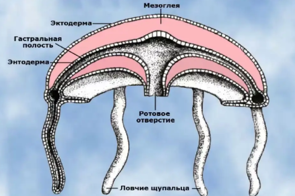 Строение медузы: описание и схема