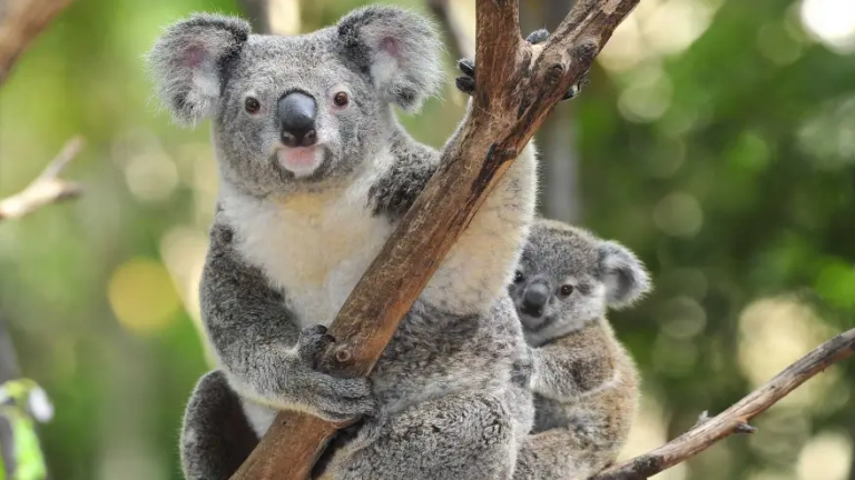 Цікаві факти про коал