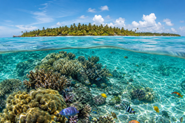 Карибське море та коралові рифи